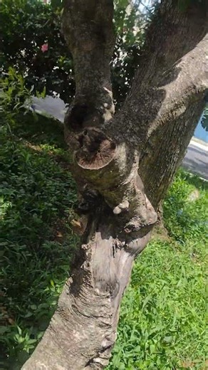 curved tree rises impressively