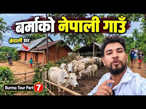 Burma Tour Part 7 | बर्मामा यस्तो नेपाली गाउँ! एउटै घरमा यति धेरै गाई 😱 | Bhagya Neupane Vlogs