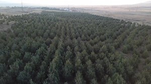 Take a look at the growth of our Sose and Allen Memorial Forest, afforested in 2014 in Lori Region. Replanted and tended over the years by seasonal workers from nearby communities, this forest now thrives with 90,000 trees across 17 hectares. Thanks to their hard work and patience, it's not only a green space but also a home to growing biodiversity and wildlife.🌳🐿️🦅 We’re continuing to plant new forests and care for the existing ones. If you'd like to help, consider donating to support our ef