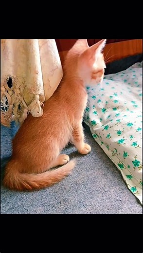 System error: Orange cat detected. #cat #kitten #cutecat #funnycats #funnyshorts #pets