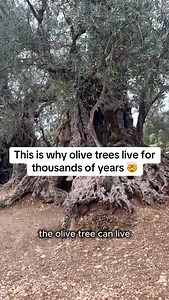 Olive leaf extract comes from the leaves of the olive tree, not the fruit. It is rich in a compound called oleuropein, a powerful antioxidant studied for immune support, heart health, and fighting oxidative stress. This is why olive trees survive for hundreds of years. Mediterranean cultures have used olive leaves for generations. ا Now modern research is catching up. | Levantine Goods
