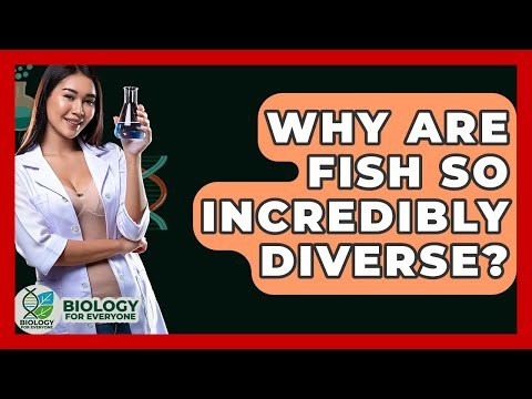 Why Are Fish So Incredibly Diverse? - Biology For Everyone