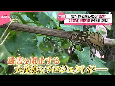 【現地緊急取材】沖縄で農作物を腐らせる“害虫”を確認！‟根絶作戦”を展開中『every.特集』