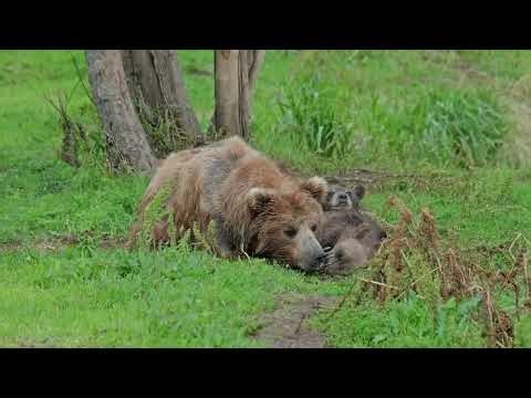 "Cuteness Overload: Discover the Playful Life of Bear Cubs in the Wild!"