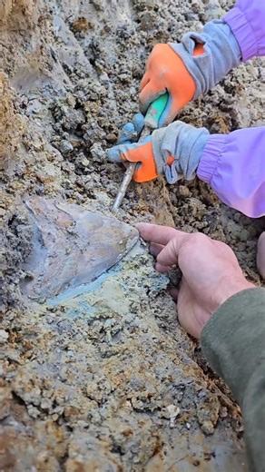 📌 5.6 inches of prehistoric 🔥 Red Megalodon tooth pulled from the Lightning Site just before Christmas! Talk about ending the year BIG! 🦈❤️ #MegTooth #LightningSite #HolidayFind | Palmetto Fossil Excursions