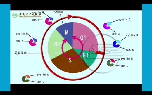 【细胞生物学】Cyclin与CDK是细胞周期向前行进的动因