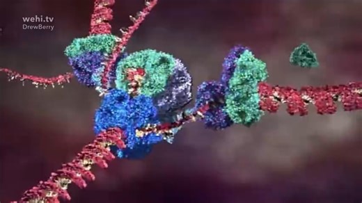 DNA复制过程，超震撼动画-DNA animations - 1.video(Av86053314,P1)