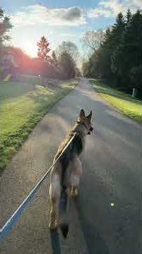 When God's word convicts you. Sorry about the ending, Zahrah found a puppy to bark at. #obedience￼