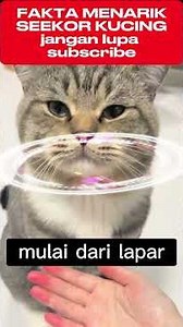 fakta menarik kucing yang tidak kamu tahu sebelumnya #kucing #cats #cat