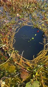 Traditional Angling - Seven-star Float Carp Fishing #fishingtackle #fishing #carpfishing
