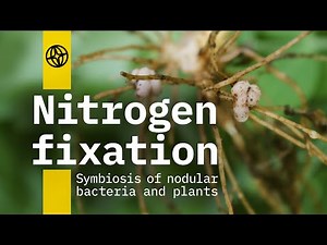 Nitrogen fixation 🌾 |Symbiosis of nodular bacteria and plants| 🌱