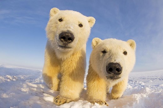 Tracking Polar Bears: Icons of the Ice