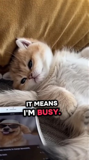 The perfect example of double standards😁😁😁#fyp #viral #funny #cat #petlover #maltese