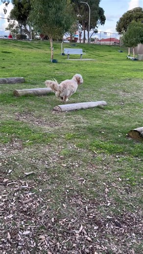 Barney & Teddy (@barneyandteddy)’s videos with original sound - Barney & Teddy