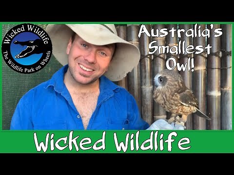The Boobook Owl - Australias Smallest Owl