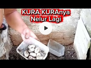 The process of digging and replacing Brazilian turtle eggs