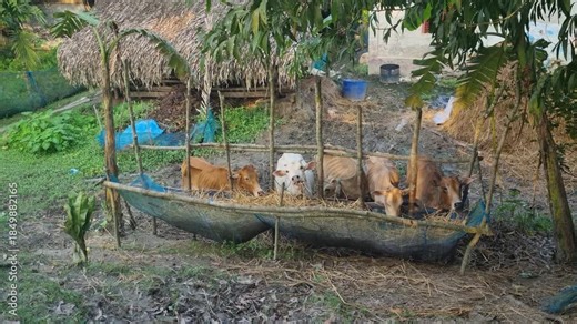 Quiet farm life in the Sundarbans, Bangladesh, where indigenous zebu cattle feed on straw inside a simple open shed, reflecting smallholder agriculture and traditional rural animal husbandry