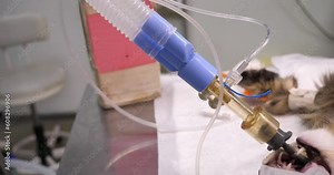 Pet cat under anesthesia sleeps on the surgical table in the operating room. Close-up of a cat's face with a tracheal tube connected to an anesthetic machine. The concept of a pet in anesthesia.