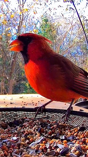 #northerncardinal #wildbirds #malecardinal #birdlovers | Fur Feathers