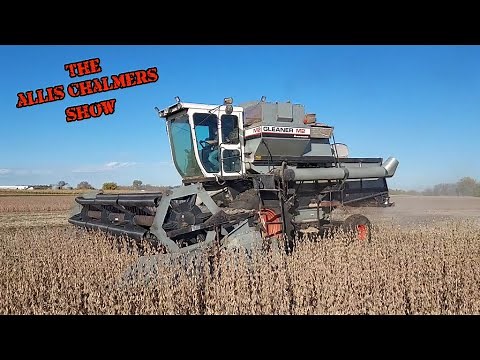 Allis Chalmers Show Soybean Harvest 2023 With the Gleaner M2 Combine