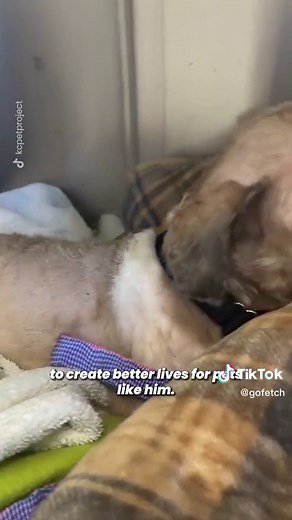 Heartwarming Transformation of Rescued 11-Year-Old Shih Tzu