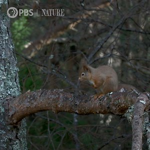 60K views · 3.1K reactions | We can't look!  These dipper chicks...