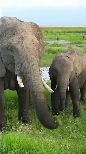 Things You Can Do to Help Prevent Animal Extinction NOW