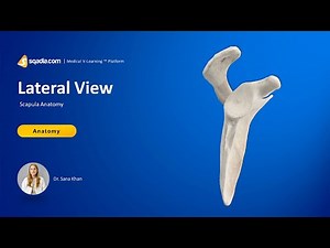 Scapula Anatomy | Lateral View | Upper Limb Bones | V-Learning™
