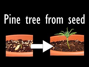 Stone pine tree growing from seed - 3 weeks time lapse [4K]