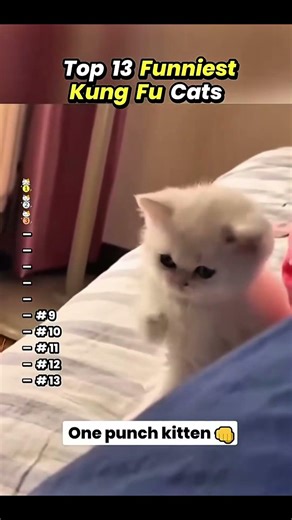 funniest kung fu cat's 🐱 🤣