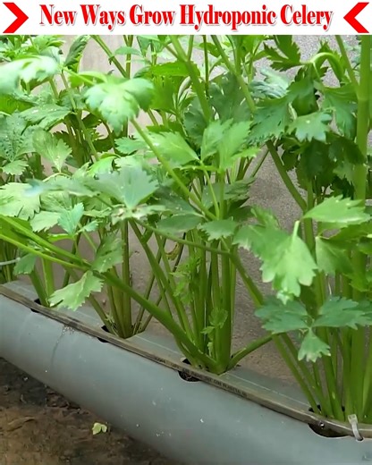 Earlier I showed a hydroponic celery cultivation method. After watching it, you wanted to know some more new methods. So today I will show you another new method of growing Hydroponic Celery. I hope you will learn a lot after watching the full video, thank you. | Small Vegetable Garden