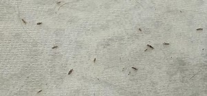 What Do Head Lice Eat? | LiceDoctors