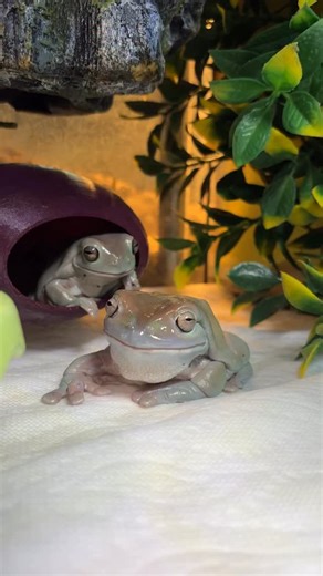 Hopp'in Help on Instagram: "Zip took “got your tongue” a little too seriously 😭 Penny is perfectly fine! These two dummies do things like this often unfortunately. #whitestreefrog #hoppinhelp #frog #frogs #whitestreefrogs #treefrog #treefrogs"