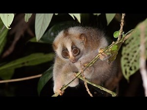 Bengal Slow Loris—Delivers a Toxic Bite!
