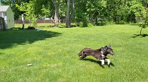 Central Illinois Sheltie Rescue on Reels