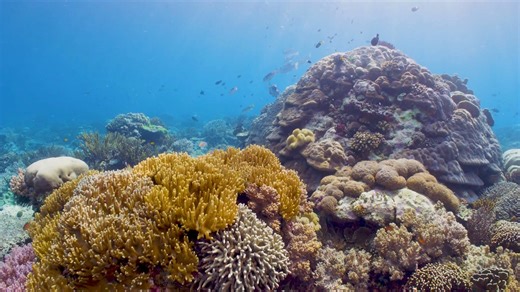 2.7K views · 105 reactions | “Coral reefs are vital to the health of...