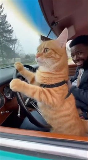 "Unbelievable! Cat Takes the Wheel and Drives a car