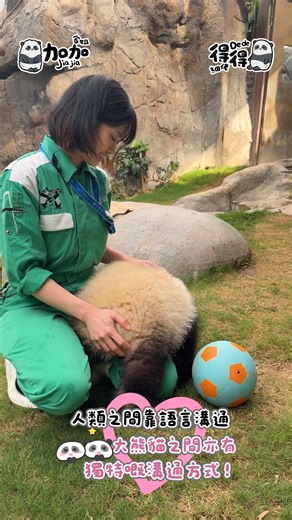 🐼 香港大熊貓官方專頁 on Instagram: "🐼：雖然我哋唔識講人話，但我哋都有自己一套「熊貓語」💬！ 唔同叫聲代表熊貓唔同情緒💓，其實同人類好似！ 🐼: Even though we can’t speak human language, we communicate through our own unique “panda language” 💬! Our different calls express a variety of emotions 💓—just like how humans share their feelings! #hkoceanpark #hkpanda #giantpanda #HKPandaCubsTwins #JiaJia #DeDe #LeLe #海洋公園 #香港大熊貓 #龍鳳胎大熊貓 #家姐 #細佬 #大熊貓加加 #大熊貓得得 #大熊貓樂樂"