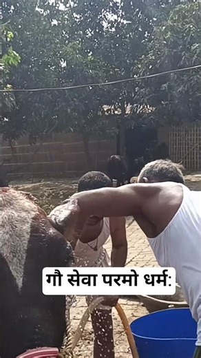 #cow #dairy #farming #pashuchikitsak #bihar