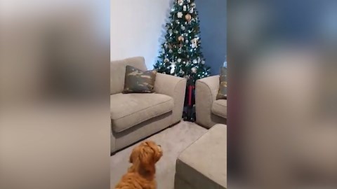 Owner finds ingenious way to keep puppy away from Christmas tree