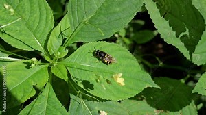 Syrphid fly (Syrphus opinator, black-margined flower fly) on a leaf of touch-me-not flower