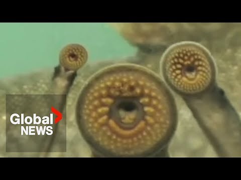 Invasive “vampire fish” on killing spree in Great Lakes