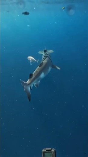 Hammerhead Shark with a GoPro explores mysterious glowing rock formations #gopro