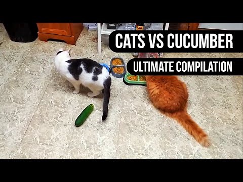 Cats Scared of Cucumber || Ultimate Compilation