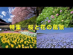 2017 美しい桜と花の風景(4K) Beautiful Cherry Blossoms & Flowers(UHD)