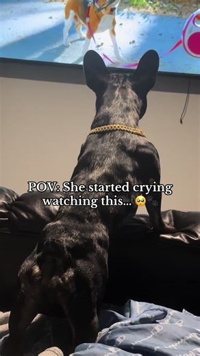I wasn’t expecting this reaction at all 🥹 Penny was watching Dog TV and suddenly got emotional — the sounds, the breathing, the focus… it stopped me in my tracks. Do your dogs react like this too? Or is Penny just extra emotional? 🐶💭 I had to replay it myself just to listen again. #FYP #DogTok #PetEmotions #FrenchieLife #ViralPets