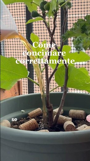 Come concimare le piante 🌱