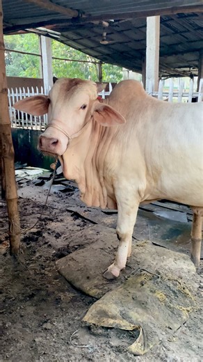 2.3K views · 62 reactions | Beautiful Hasha. Buddu cattle ranch. #Mashallah | Cattle clip's by Anas | Facebook