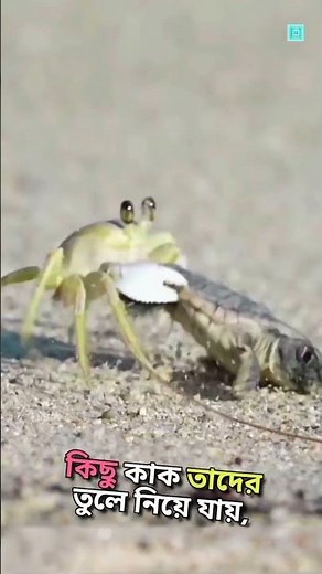 The Giant Turtle’s Amazing Life Journey! 🐢#shorts #animalfacts #natureshorts