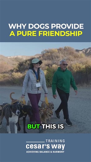 The human–dog bond is built on honor, trust, and shared experiences. That’s the kind of friendship we all need more of. Join me at the Fundamentals 1 Workshop this April 22-26, 2026. Sign up now at CesarMillan.com! El vínculo entre humanos y perros nace del honor, la confianza y lo que vivimos juntos. Esa es la clase de amistad que todos necesitamos más en nuestra vida. Acompáñame en el Taller Fundamentals 1 del 22 al 26 de abril de 2026. ¡Inscríbete ahora en CesarMillan.com! | Cesar Millan